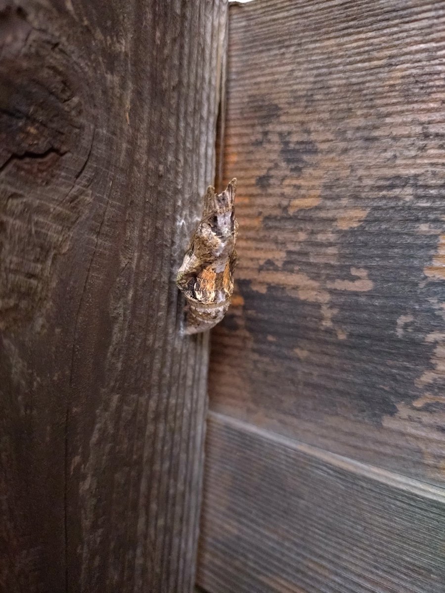 昨日撮り忘れた…てことで本日の！