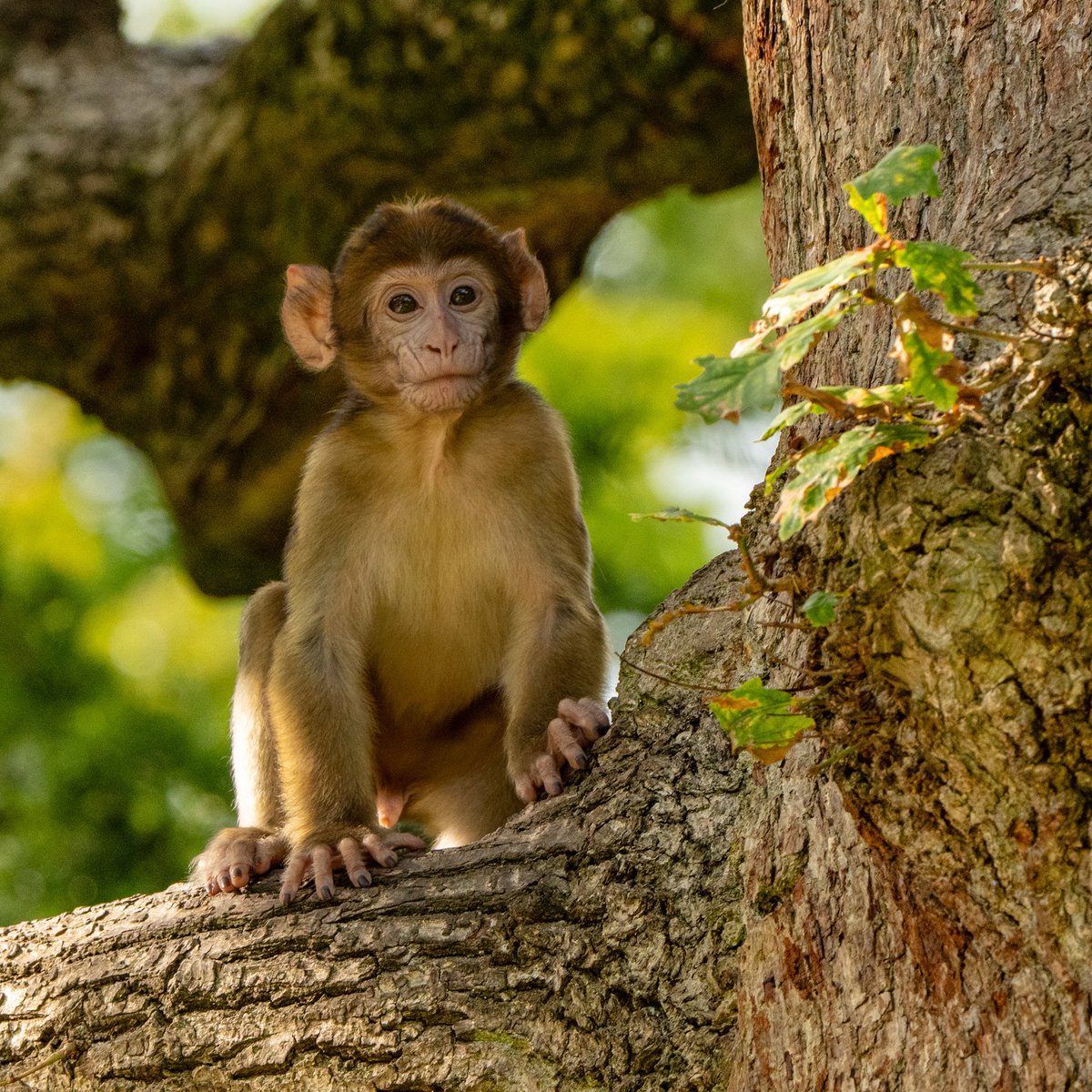 Trentham Monkey Forest tweet media