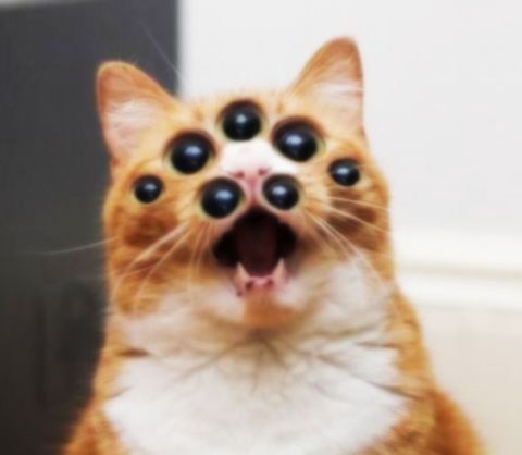 _Islamicat's tweet image. As per the @NHSuk guidance, you is all should now know marrying cousins is definitely a good thing, insha&apos;allah