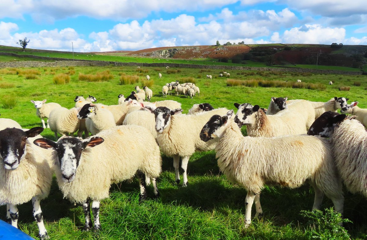 ilonameanqueen1's tweet photo. I ate my sandwiches in a field full of sheep at Grassington yesterday. I hope they appreciated my lecture on diversity and inclusion. 😇😎😝 https://t.co/EHjlWtKvQO