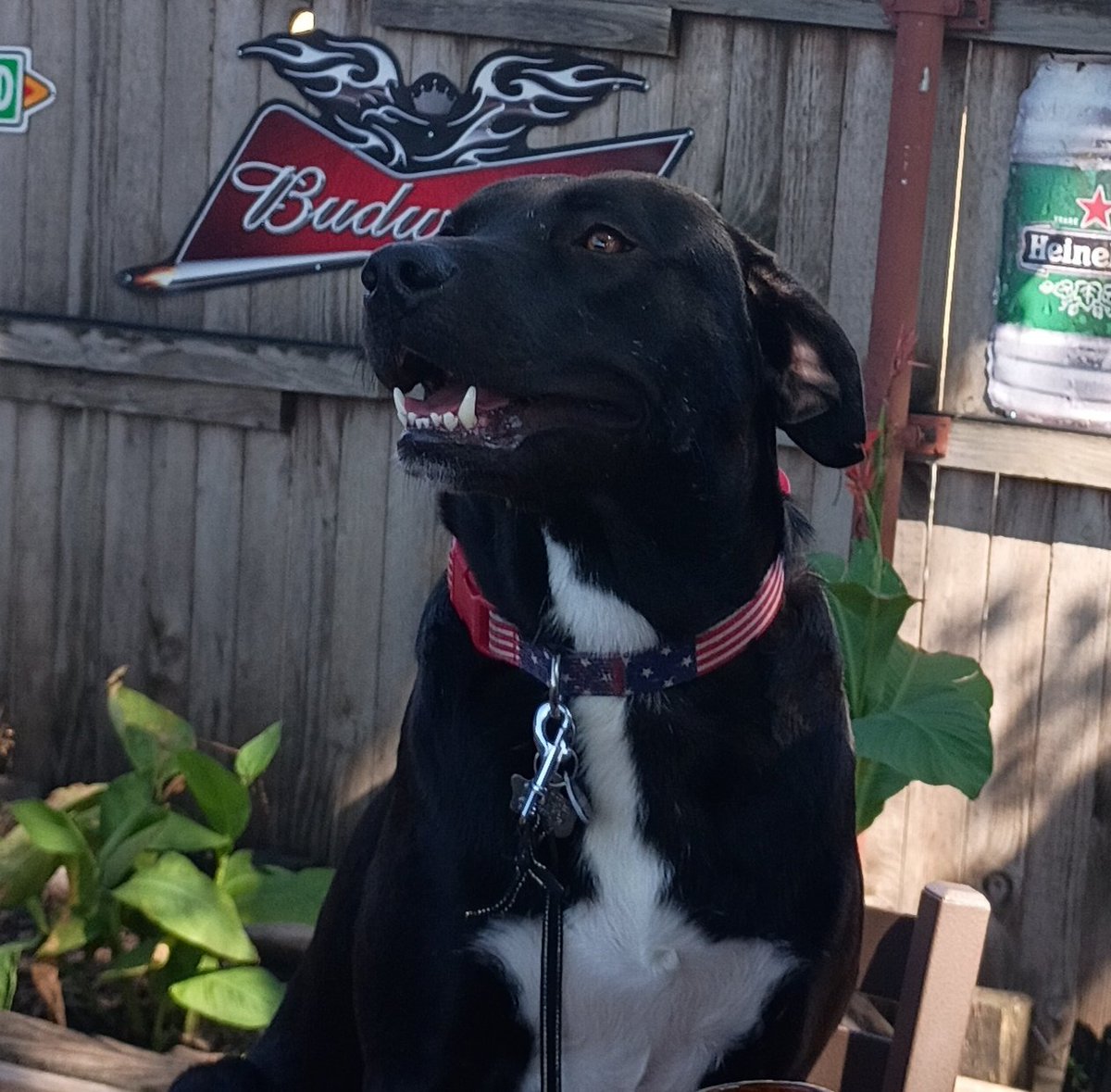 TexasTurdHerder's tweet photo. Y'all wanna help me wish a Happy 2nd birthday to my little buddy Willy? #mypack https://t.co/dm21NB7bd6