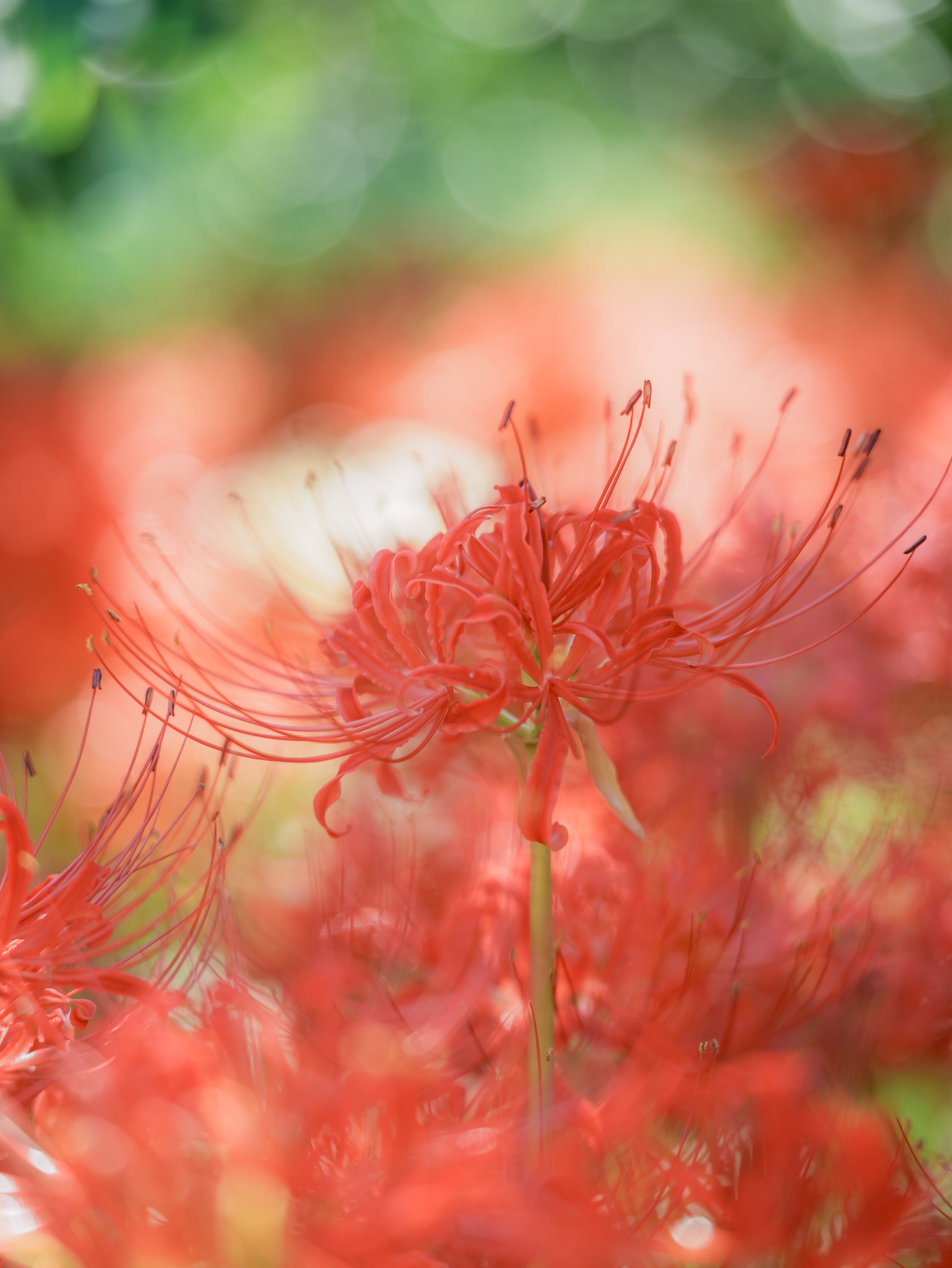 彼岸花 原田の彼岸花（2025年10月5日撮影） #fujifilm #xh2 #xf1655