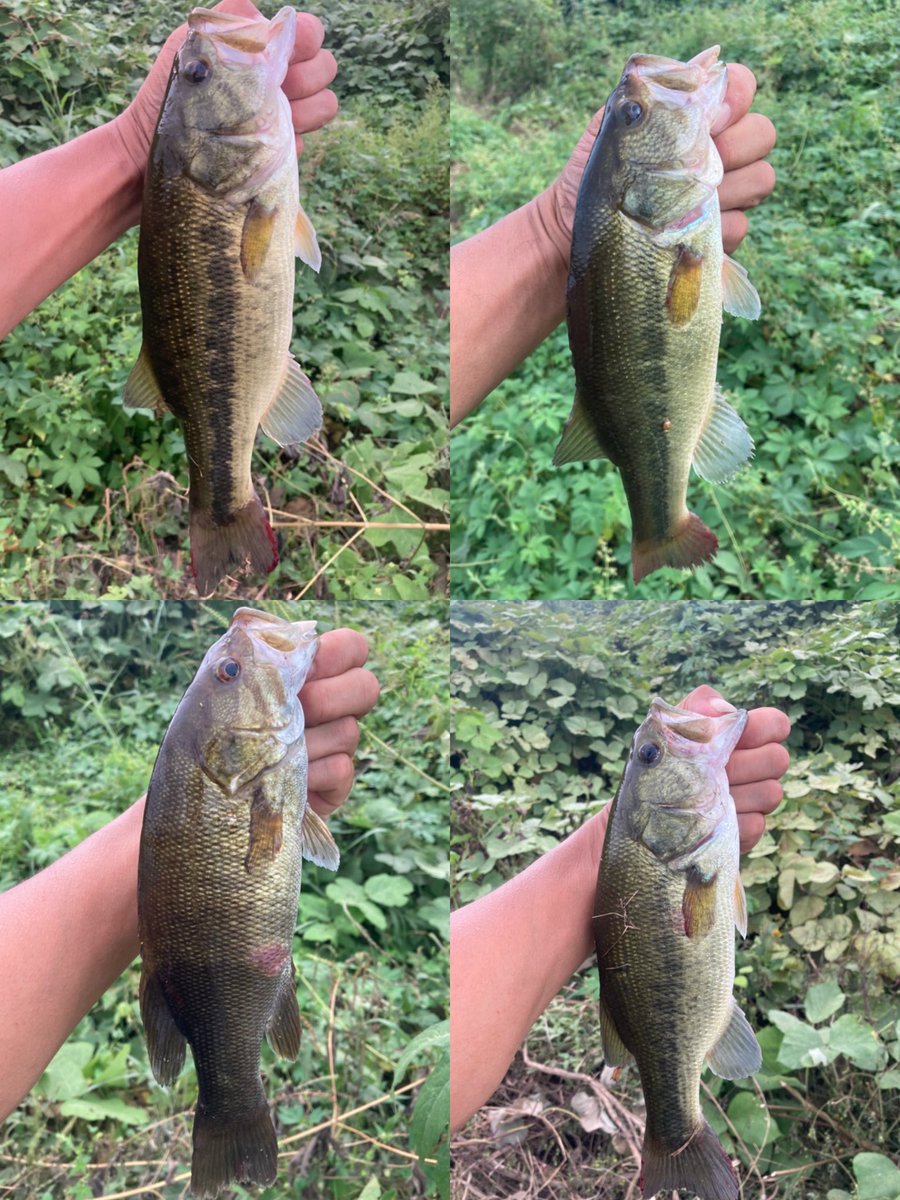 KK川  夕方短時間釣行！

ゴロタ帯は先行者がいてできす〜

それでもなかなかの粒揃い✨

43・35・33・32×2・おチビ4つの9尾で終了〜

以上❗️

#ヘビダン
#沈み蟲
#DogX
#今期658尾目