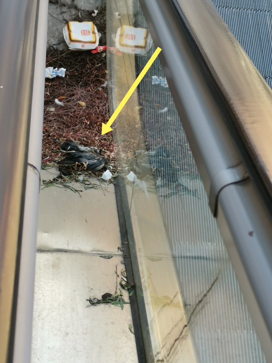 📍 En las escaleras calle Vapor sigue una paloma muerta  7 días después !! 
Esto no es un hecho aislado: la falta de limpieza y desinfección en Tarragona es generalizada y un riesgo para la salud pública 
⛔dese la <a href="/Plat_TgnaNeta/">PlataformaTarragonaNeta</a> Exigimos actuación ya. #Tarragonabruta