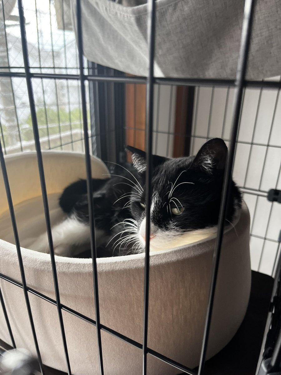 buludogs30's tweet photo. 今更ですがかなり前に保護した猫さん元気に過ごしてます🐱 https://t.co/jSZBVw2PRp