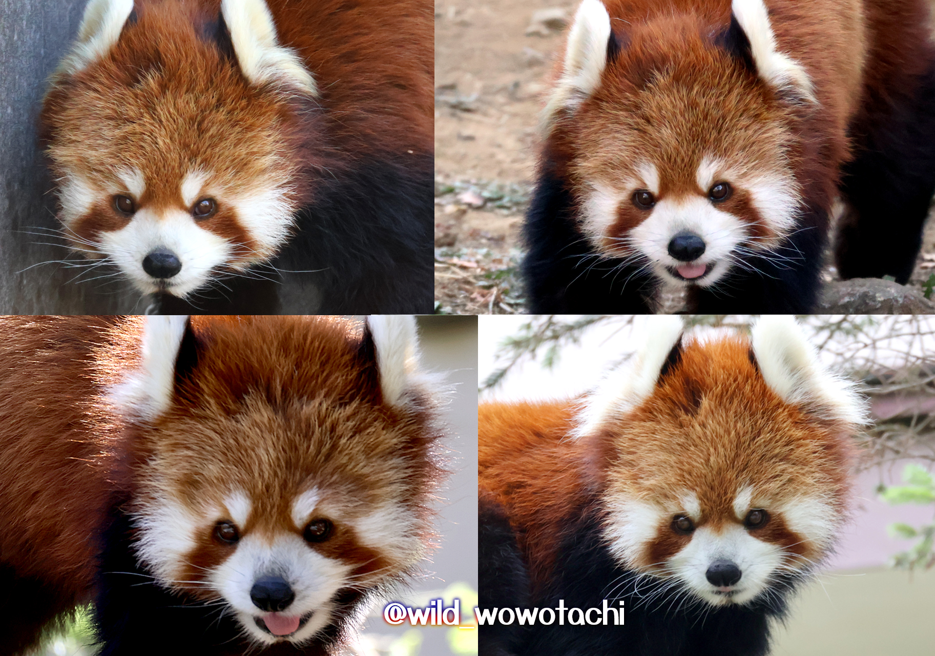 【レッサーパンダ】【2点まとめ】 雪が降った日のレッサーパンダ #redpanda #snow #zoo - YouTube
