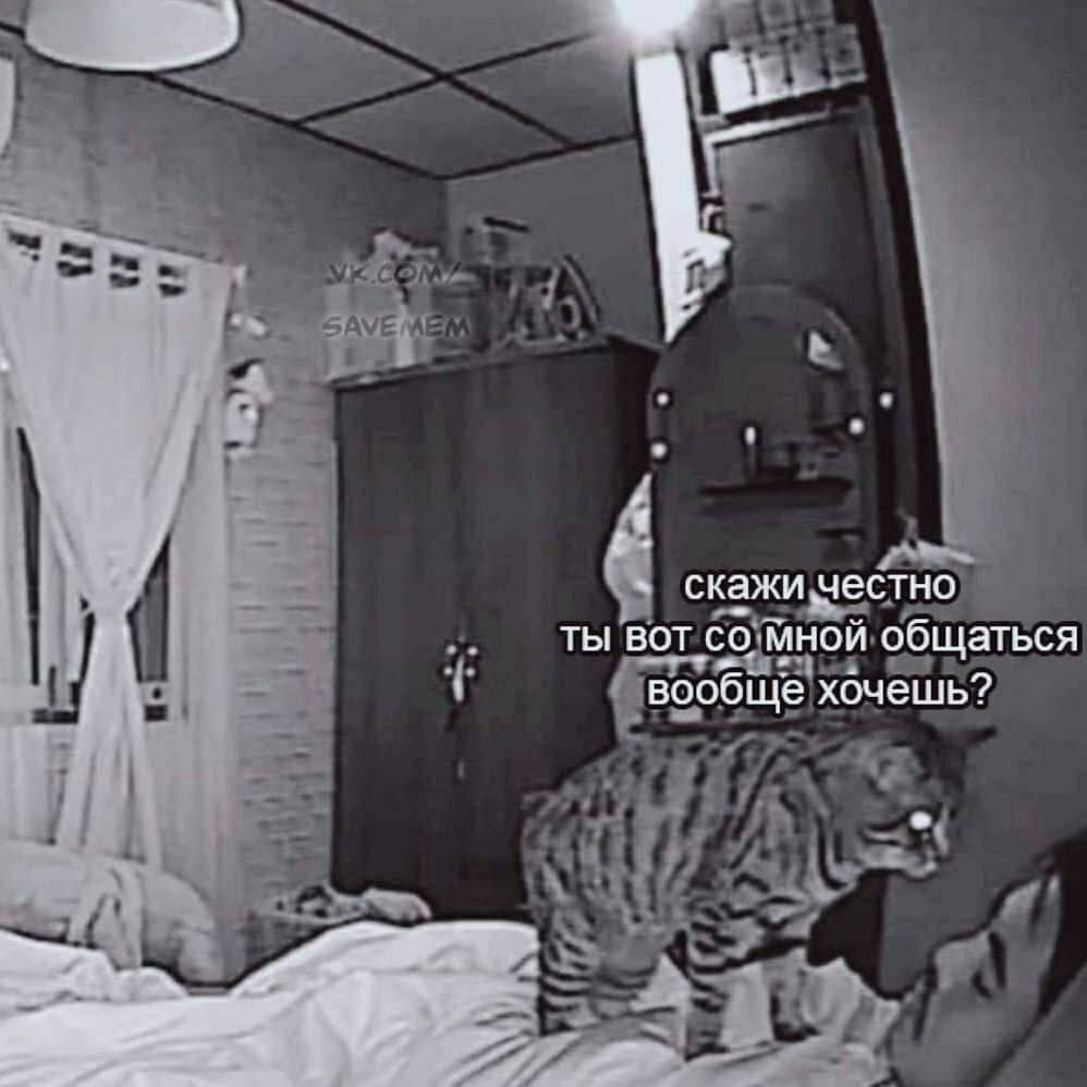 _roleplayercat's tweet photo. Это я через секунду после того, как мой соигрок открыл пост и не дал на него обратной реакции: https://t.co/uwWeRAoLYa