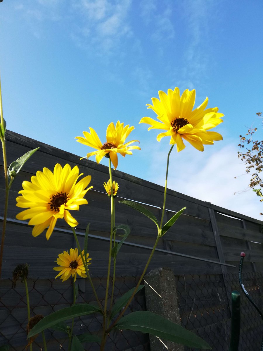 More sunflowers in my garden 🌻