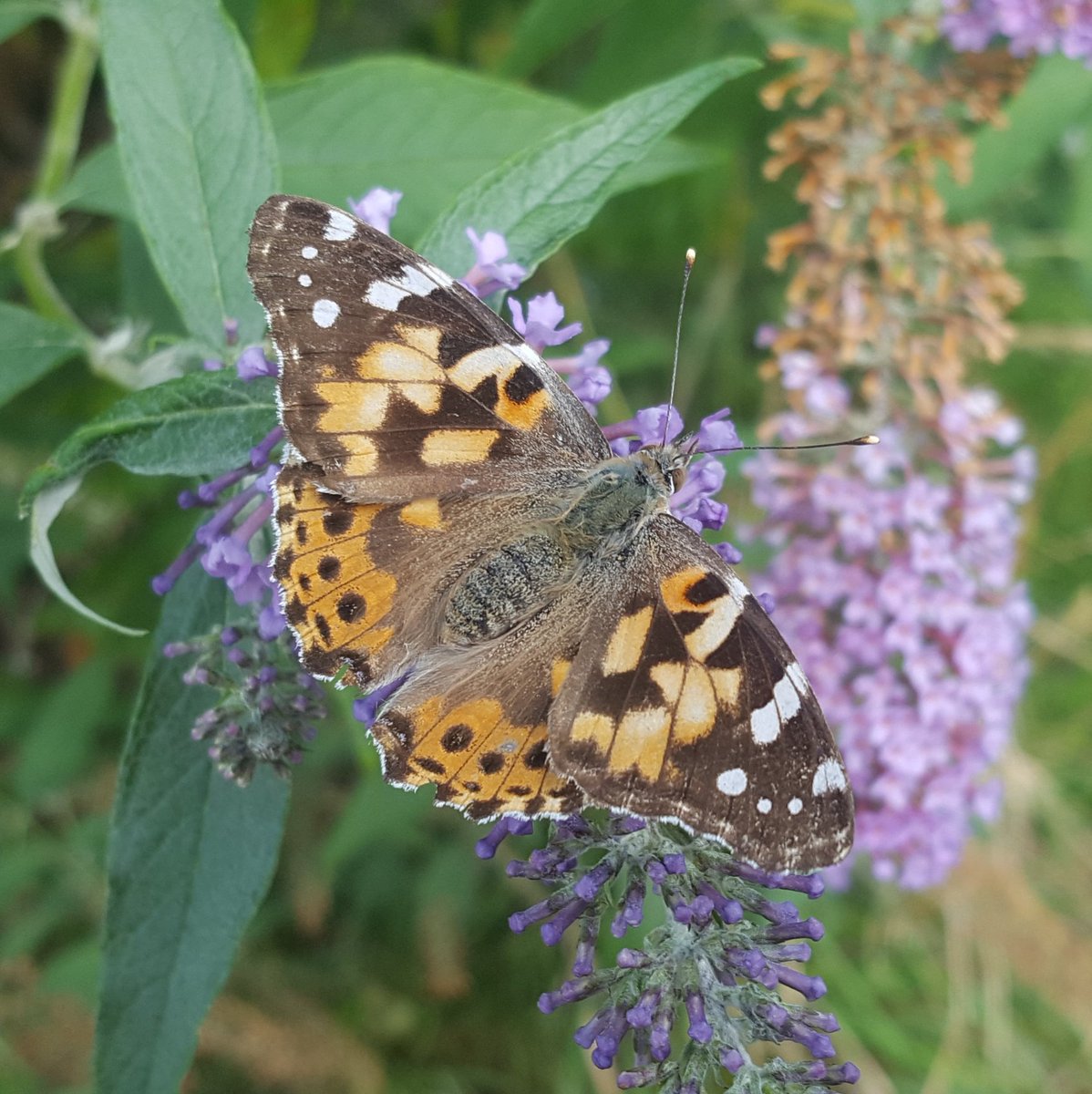 ColBowler's tweet image. Another glorious early autumn day here in "Derbados" and a few butterflies still visiting the buddleias, which still have some flowers thanks to my deadheading activities.
This Painted Lady was one of two here yesterday - we usually only see singletons.