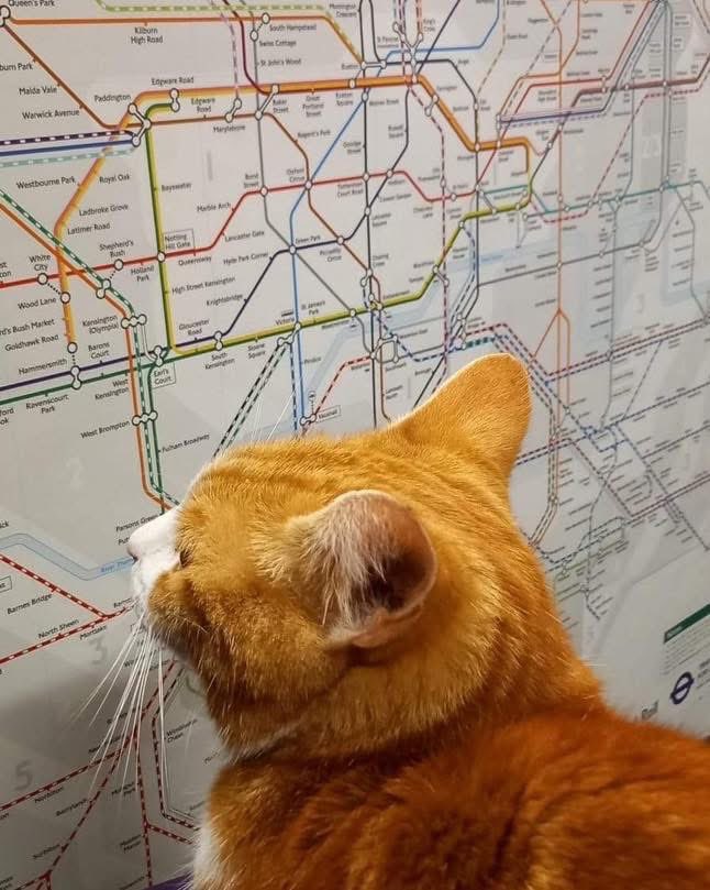 George The Stourbridge Junction Station Cat tweet media