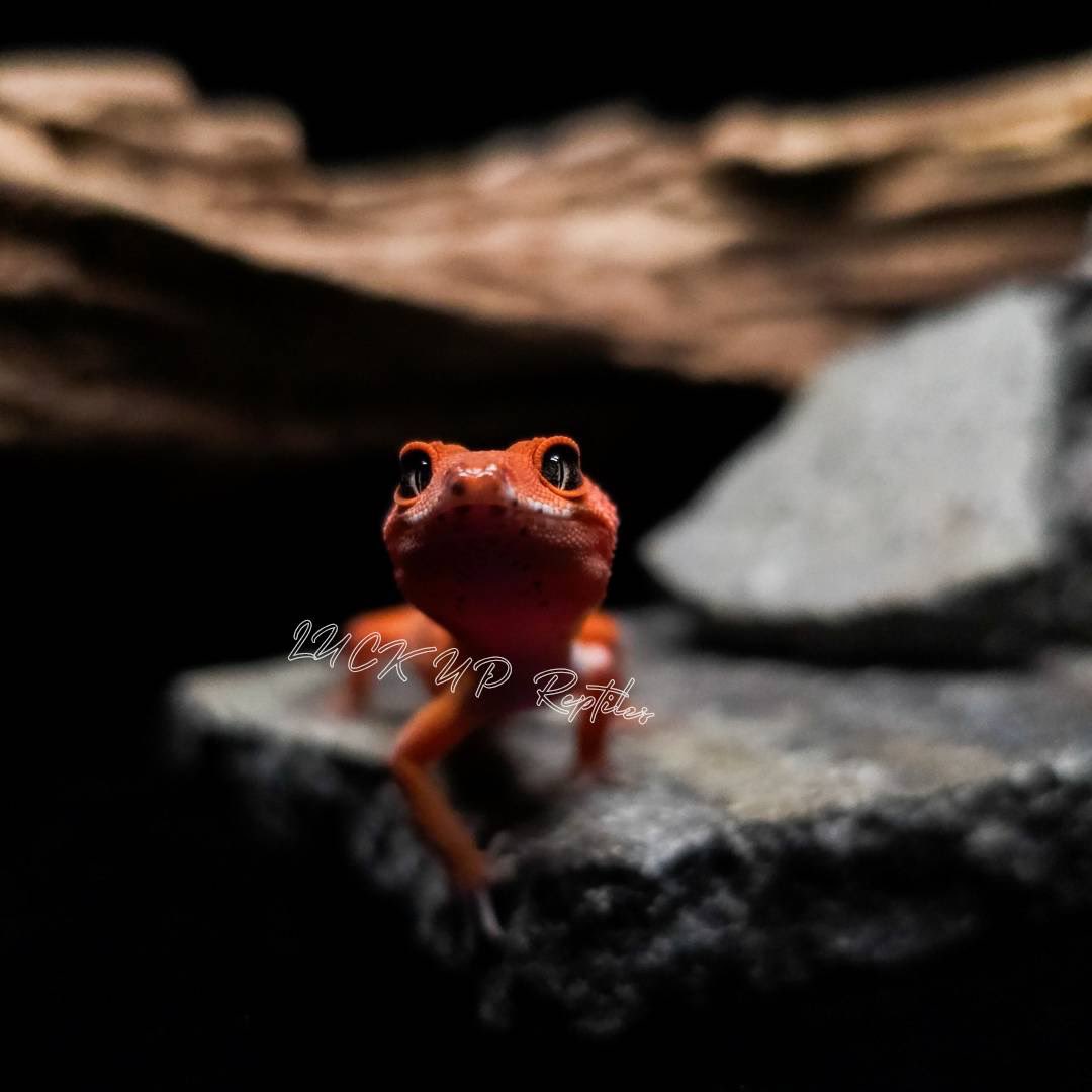 LUCKUP_yosshi's tweet image. ヒョウモントカゲモドキ
マンダリン(No.2509034)

顔ヨシ！色ヨシ！成長してきて益々素敵に🥺💕💕
#ヒョウモントカゲモドキ #爬虫類 #レオパ