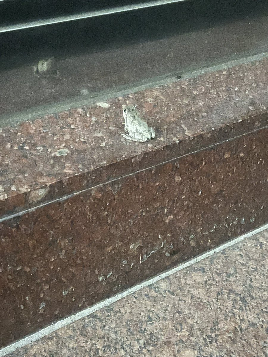 なぜ君はここにいるんだ‼️
ここは銀座のど真ん中だよ🤷‍♀️