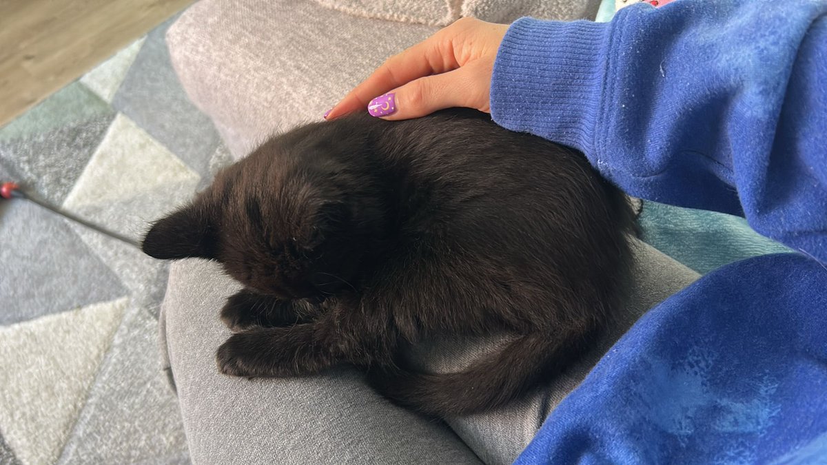 MelzeliaTV's tweet image. Vivi just got his microchip and first set of vaccinations! He was so calm and didn’t make a peep. Such a good boy🥺

He peaced out as soon as we got home 😂

#blackcat #blackkitten #voidkitty #kitten #voidkitten #cat #CatsofTwittter #KittensOfTwitter