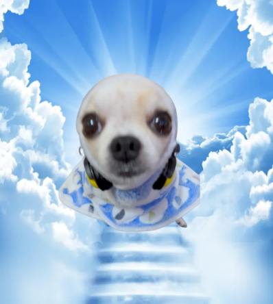 onchaincooker's tweet photo. This Dog is going fucking viral on Tiktok.

Hes called DJ JJEOM and he is going viral for his cute DJ style.

The video already has 12.1 Million Views and Nearly 1 Million Likes.

He is so fucking cute watch the whole video.

Tiktok: https://t.co/comYSW8f1I https://t.co/UXuCrz91pU