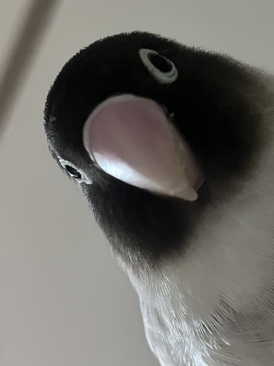 정신이드십니까,
따까리여