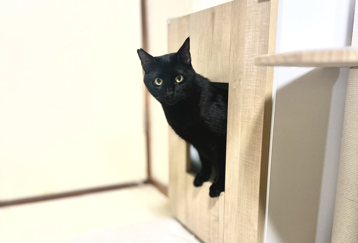 トイレ中に目があってしまった時の気まずさと可愛さと