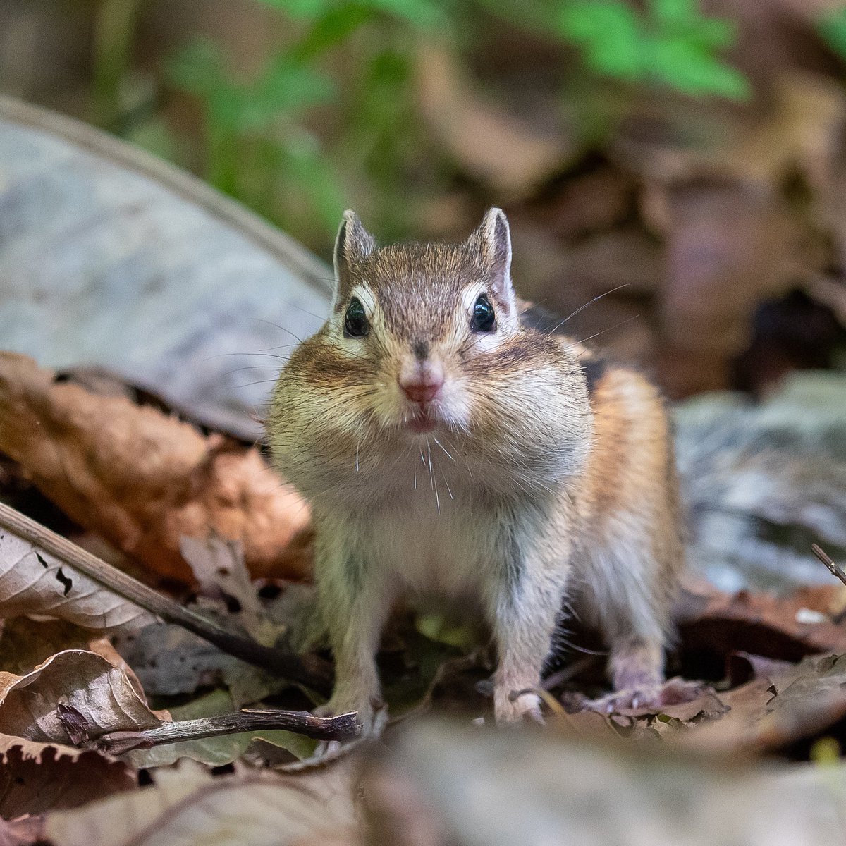 ChipmunkCoco's tweet photo. 目が合いましたね🐿✨️

 #エゾシマリス  #シマリス  #chipmunk
 #squirrel https://t.co/gTaGHmLSvu