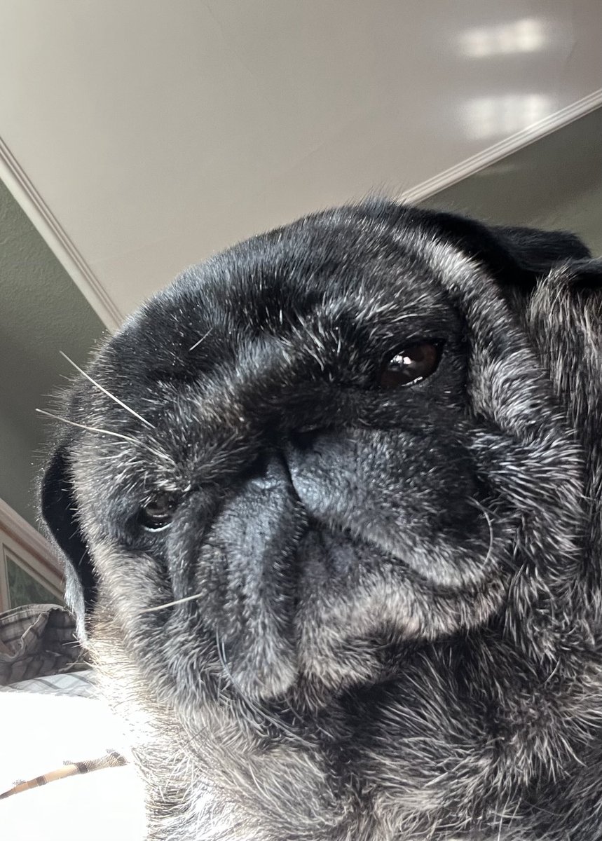 I’m on dad’s lap. They do say if you let a dog stand on you they will think they’re superior and higher up the pecking order than you.  And their point is…?