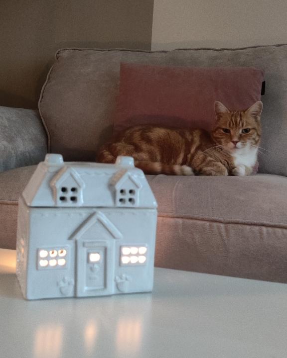 Chilly weather and changing leaves will soon be here and it’s almost time to curl up with a book and a pumpkin-scented candle. Candles can of course pose a danger to curious cats, so here’s our top tips for a safer autumn vibes: spr.ly/CatsAndCandles