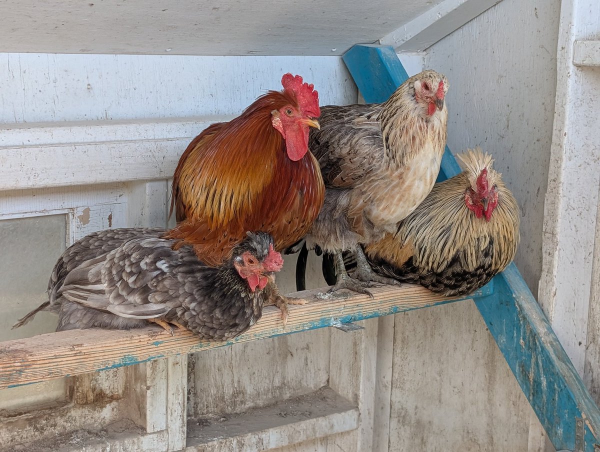 DocBohn's tweet image. Good morning

#GoodMorning #chickens