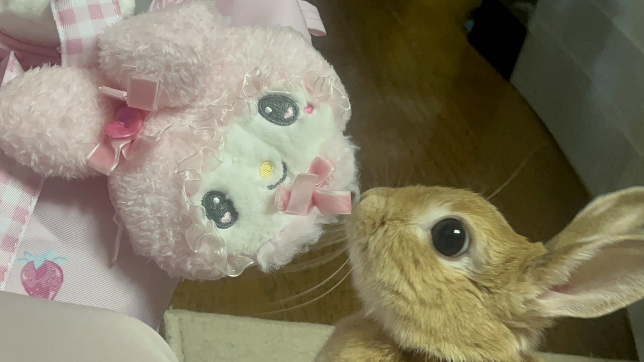 大倉∞さき👸🎀💕ｱﾘｰﾅ最前列死んだ😍 on X: 