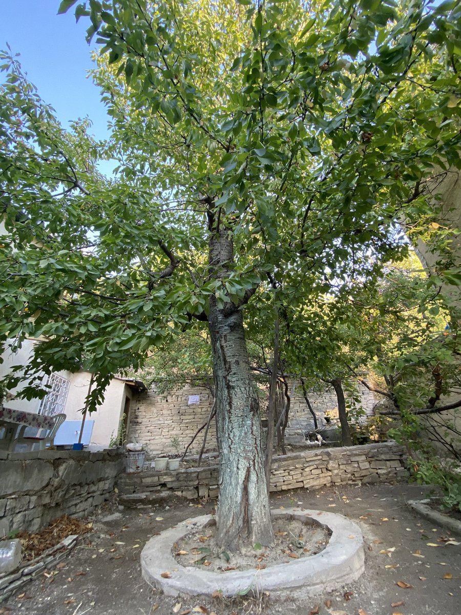 Bahçemin en zor ağacı 🌳