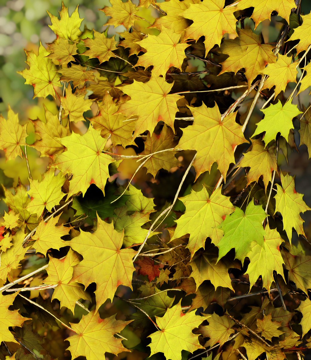 Landscapes 
#Skyrim LE (Patrician ENB, no edit) 
#VirtualPhotography 
#SkyrimMods #Landscapes