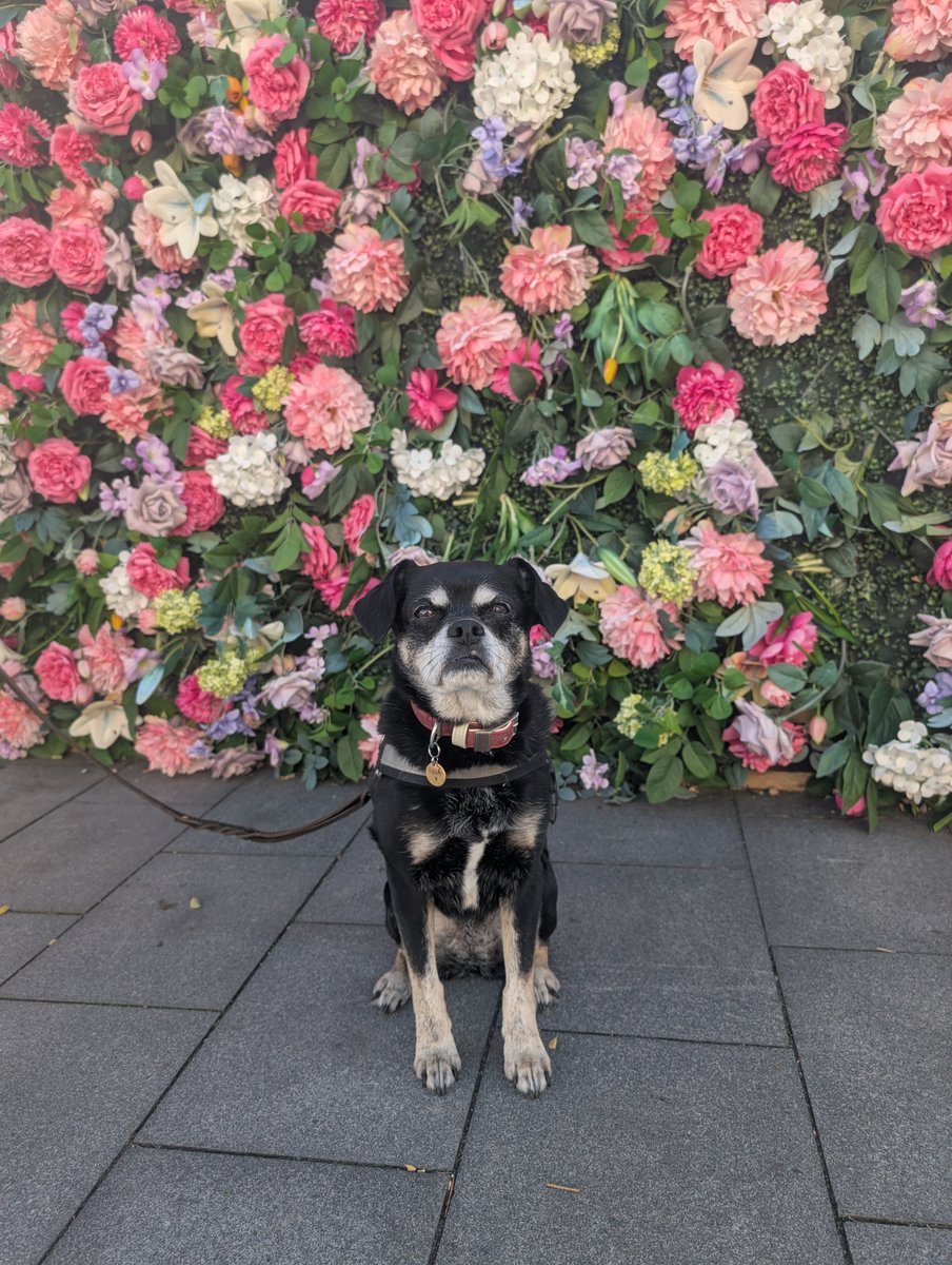 Mrs Whathefucksit tweet media