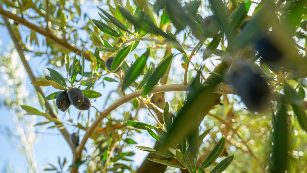 FAECA Granada da la voz de alarma en el sector del olivar
Debido a la escasez de lluvias en los últimos meses y a las altas temperaturas que llevarán a reducir la cosecha e incluso pueden dañar a los olivos

Más info👇
f.mtr.cool/dehufmlqop