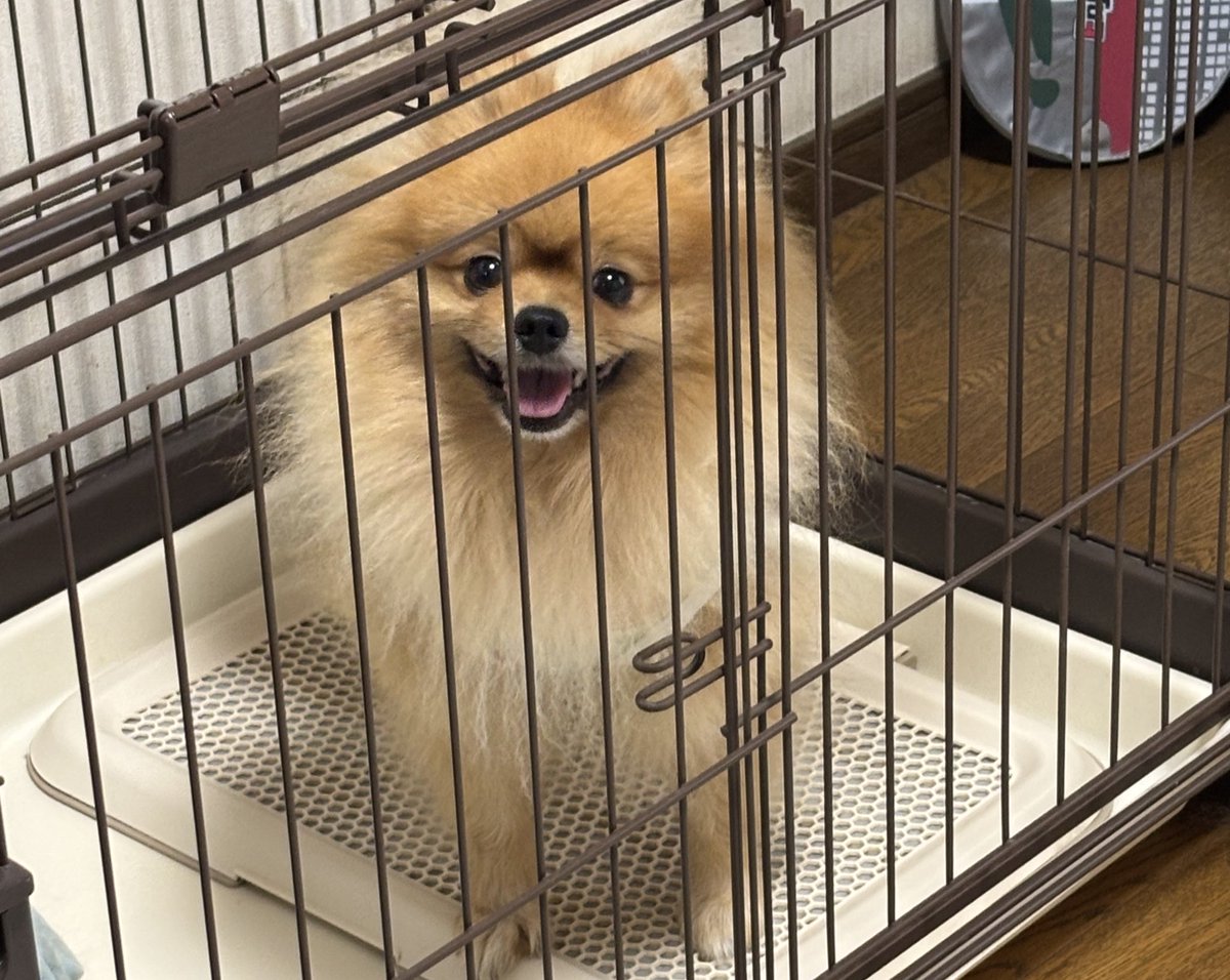 pudding_pome's tweet photo. 今日のお散歩帰りに、工事現場から出てきたおっちゃんに
｢飼い主に似て可愛い顔やねー！！｣
って言われたぷりん殿
飼い主はなんて返すのがいいのかサッと出てこず、
｢ありがとうございますーー！！｣
って返しちゃいました😊🤭
 #犬のいる暮らし 
 #ポメラニアン
 #pomeranian https://t.co/lsEnSk76S2