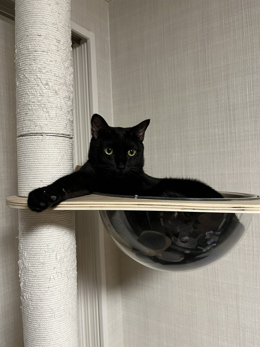 amaritozzo's tweet photo. 印象派
#愛猫 #くろねこ https://t.co/GOulxsxOeW