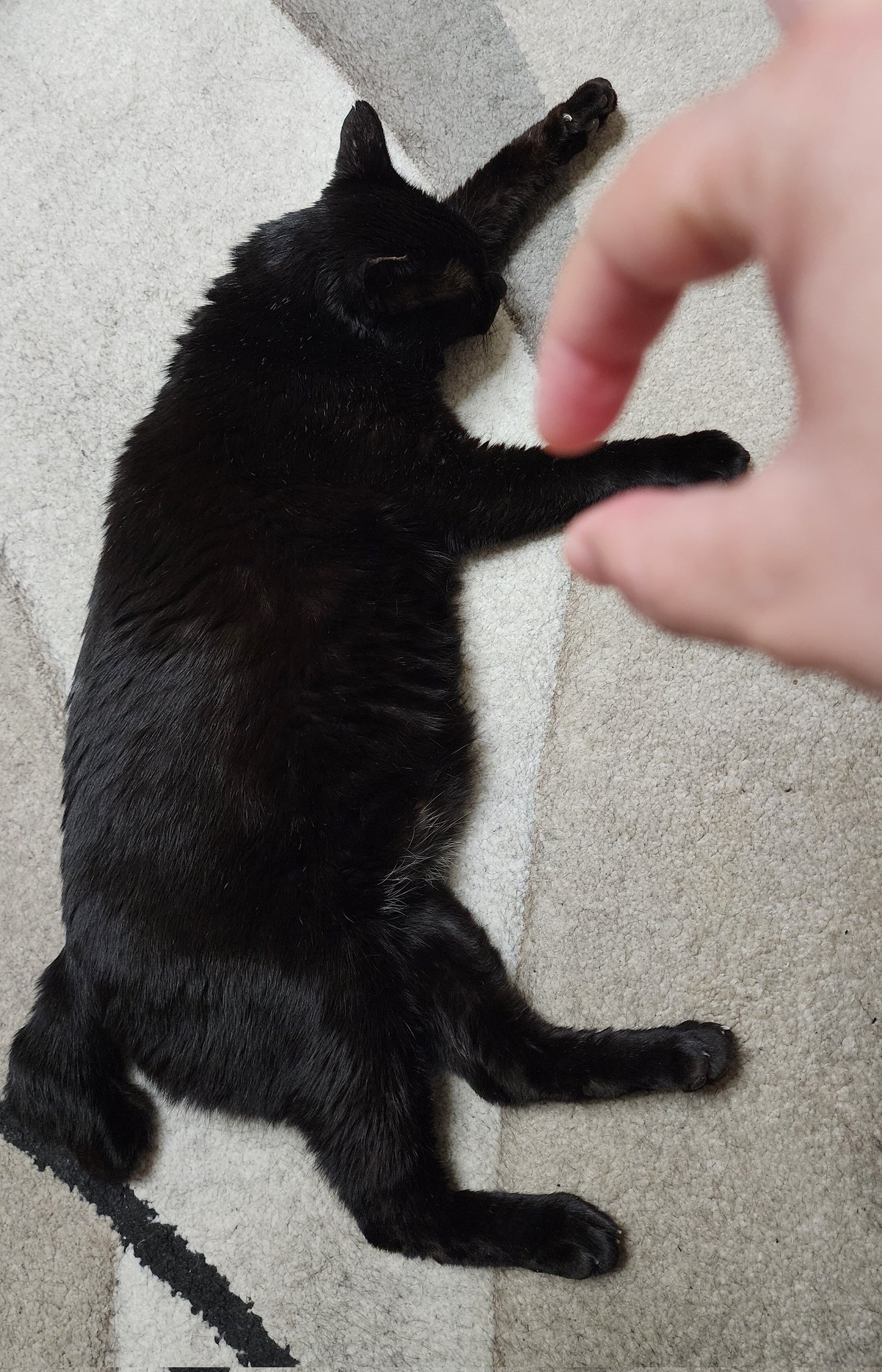 黒猫 黒鯛師 THEヘチ Selection ZX | 黒鯛工房
