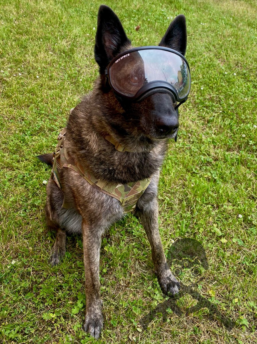 SullyZbrojnice's tweet photo. 🐺Rex Specs – ochrana, na kterou se můžeš spolehnout 

Služební a pracovní psi nasazují své zdraví každý den – při zásazích, pátrání i výcviku. Dopřej jim tu nejlepší ochranu očí a uší s vybavením od Rex Specs, které používají profesionálové po celém světě. https://t.co/1ELDfPxHRj