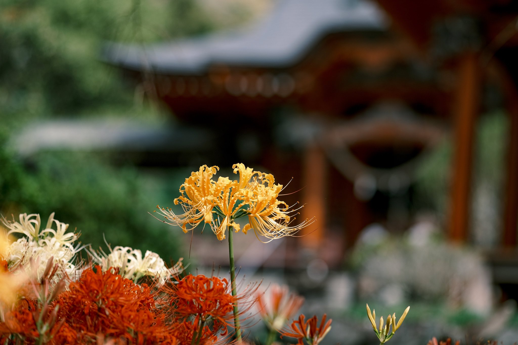 彼岸花 季節のお花。彼岸花。ようやく涼しくなりました。 #彼岸花 #季節