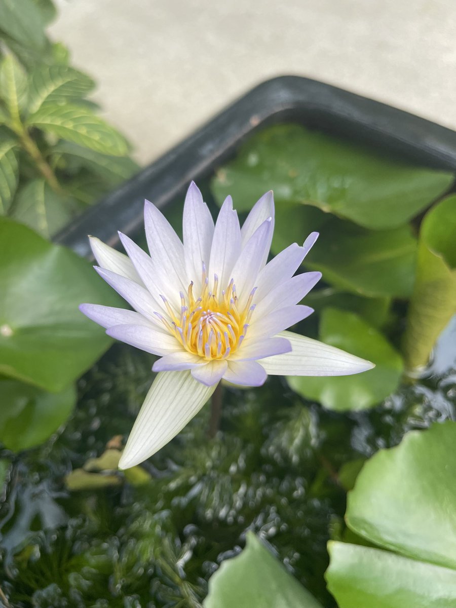 Bit of nature in Bangkok 🤍 Blue lotus is so pretty!