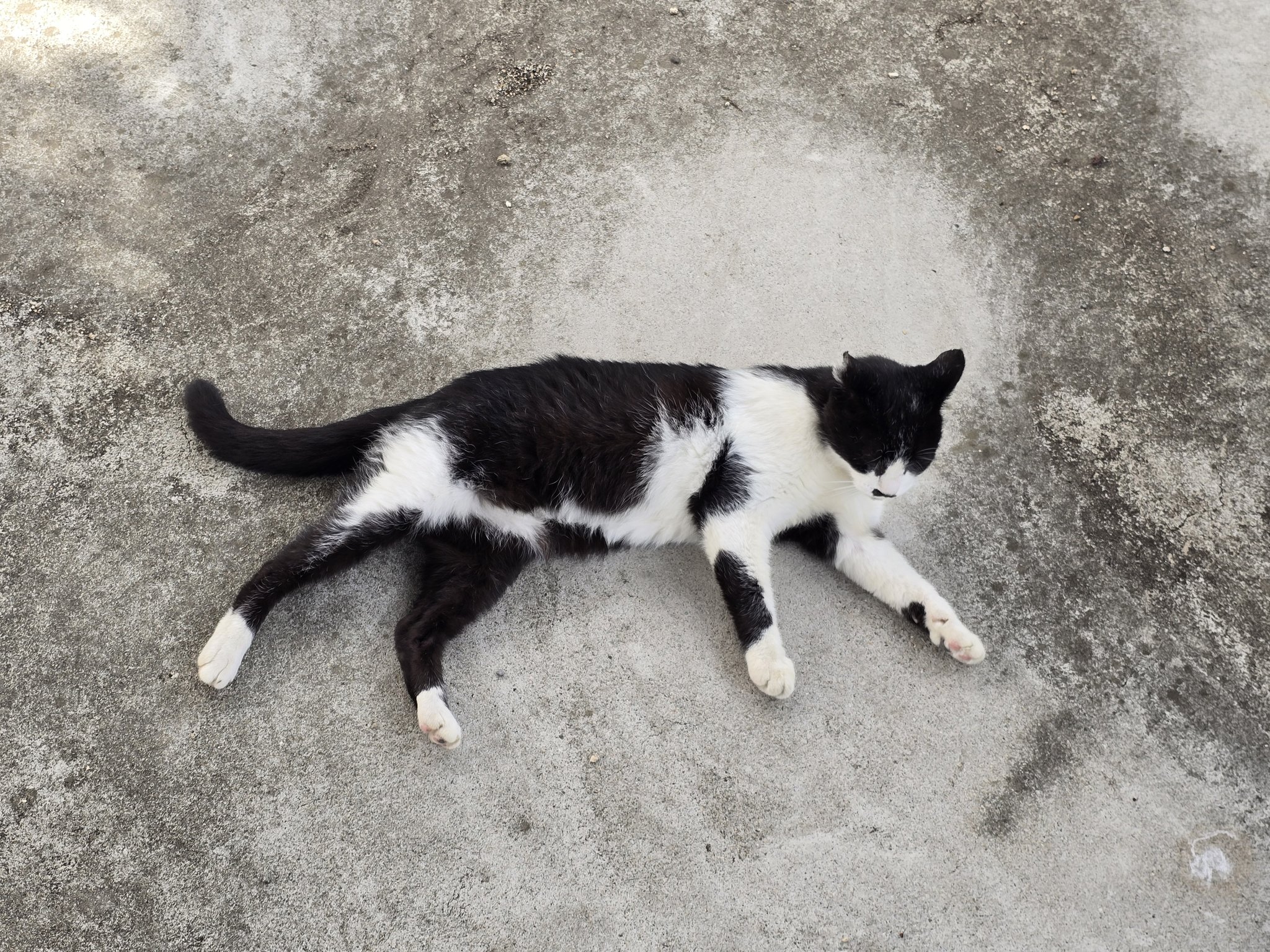 ねこ 尾道市立美術館 on X: 