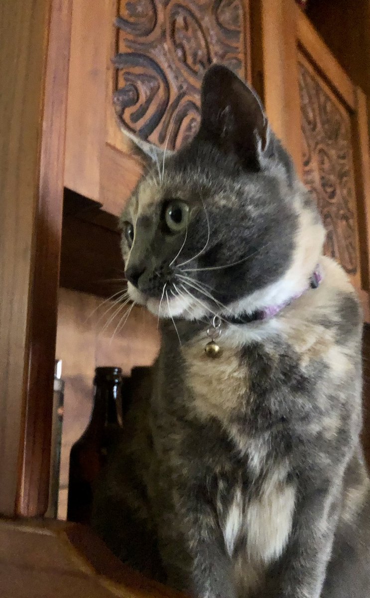 🐱

         Meowllooooo…
  /\_/\
 (⊙⚘⊙)  
 ( || ; || )つ