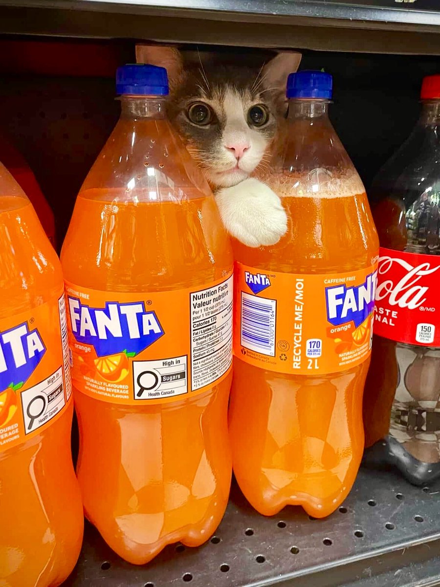 Bodega Cats (@bodegacats_) on Twitter photo 