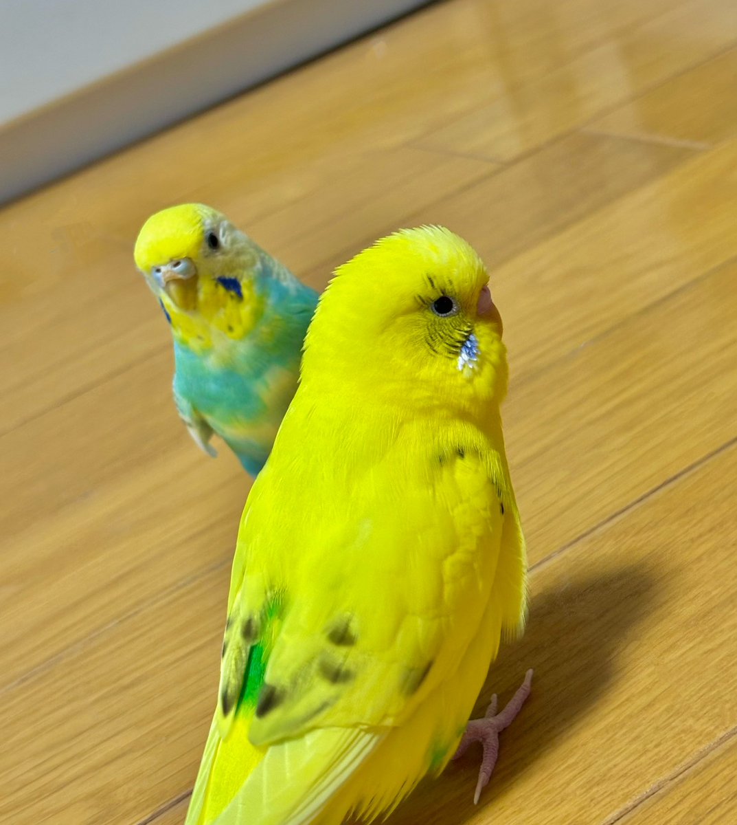 章🦜 on X: 