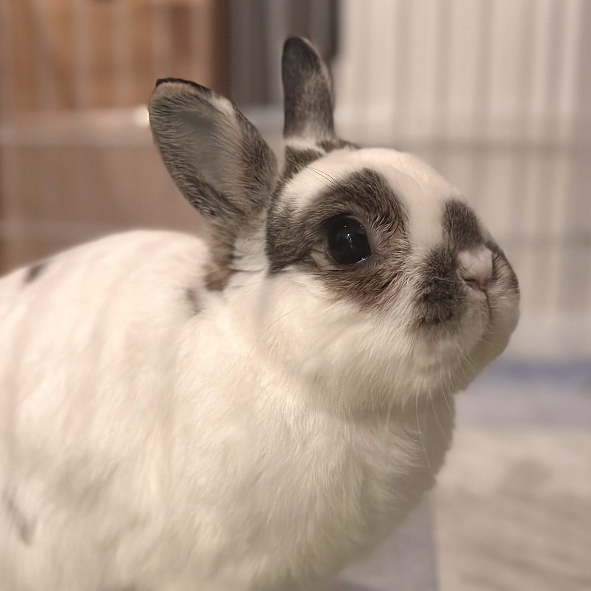 おもち🐰2代目うさぎ (@omochi_mochi_5) / Posts / X