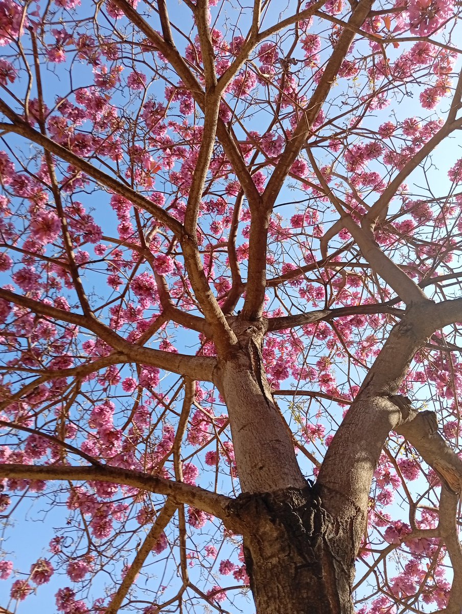 La NATURA despierta.
Hasta ahora el único ejemplar de Tabebuia sp. que ha terminado. Es de flores color rosa. Obvio que no es el T. rosea.
Sus hojas son mucho más pequeñas y la flor tiene ésa tonalidad característica.
Buena semana para todos