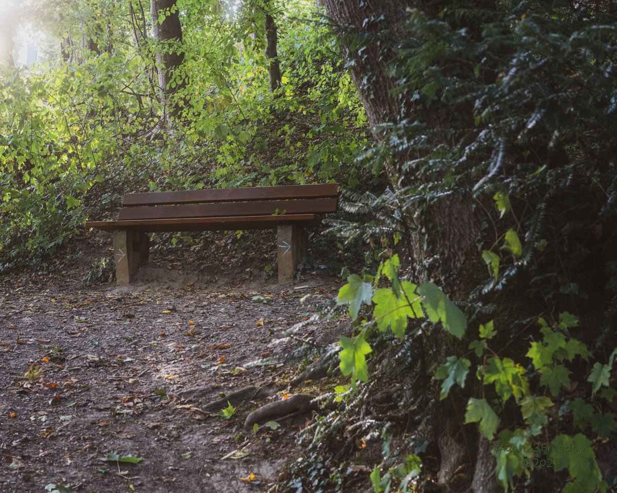 dan23freedom's tweet photo. Sit Elsewhere, Wanderer
·
📷 1/40 sec at f/6,3, ISO 640, 50 mm standard 24-50mm —👤 #dan23freedom
#Photography #NatureWalk #Autumn #Germany #iLoveTrees #ForestBench #NaturePause #DappledLight #QuietSanctuary #WoodlandStillness #RestInNature #GoldenGlow #ForestMood #SolitudeGreen https://t.co/7IZZXve0R0
