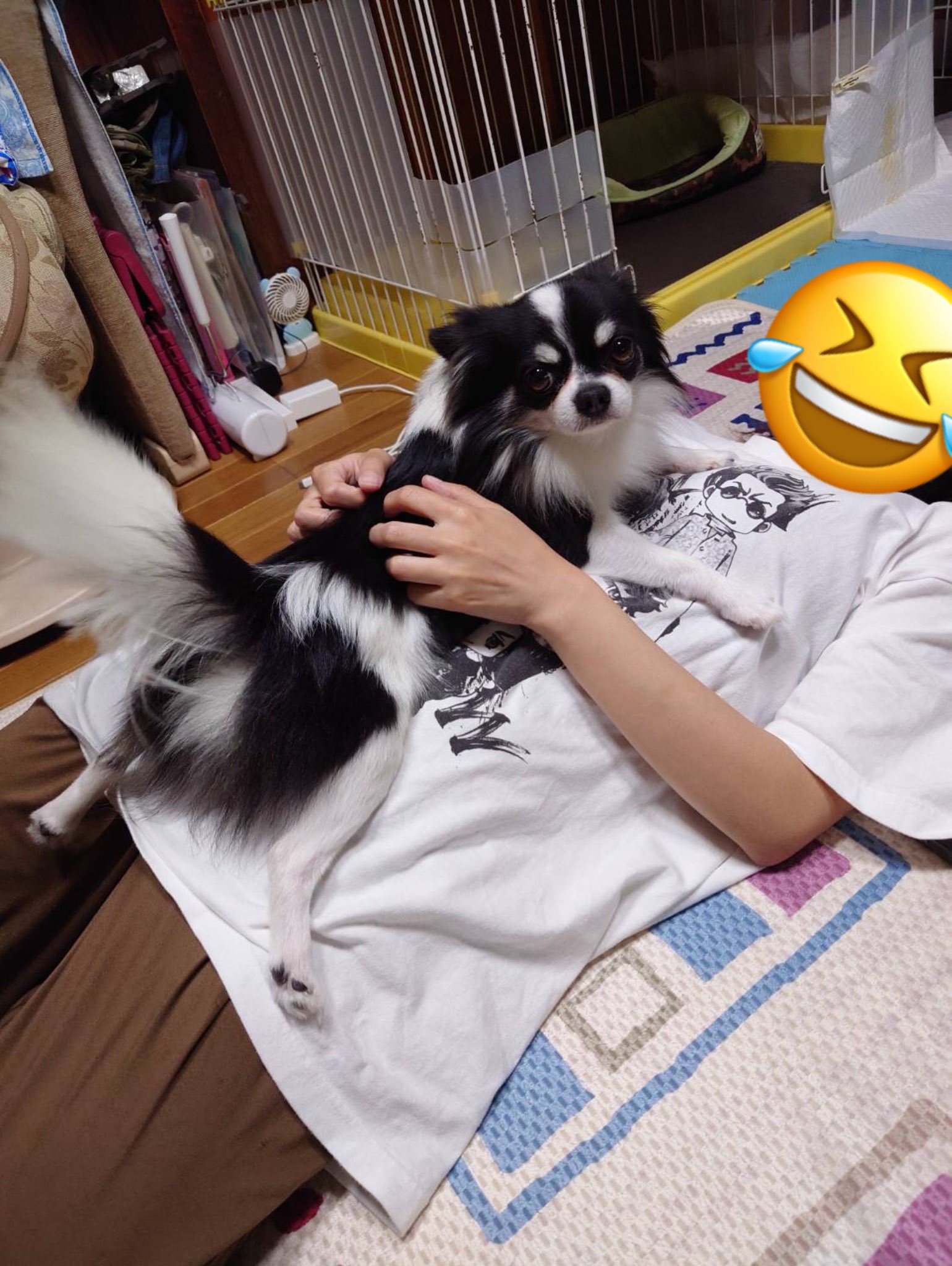 チワワ•*¨*•.¸♬︎ スムースコートチワワ | さいたま市の有限会社ぽちプラザ
