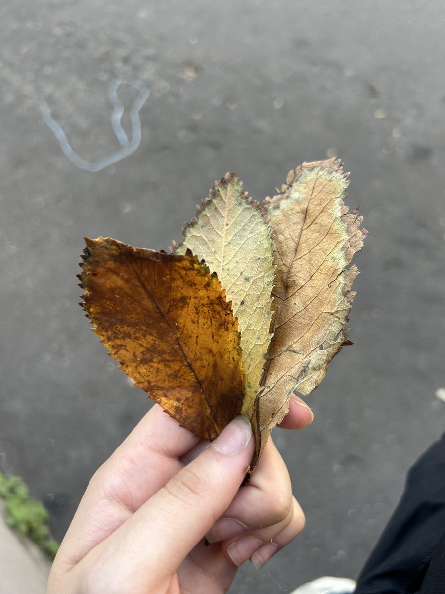 alysshady's tweet image. une de mes petites au travail m’a offert un bouquet de feuilles qu’elle a prit le temps de choisir j’ai eu des larmes qui sont montées elle sait pas que le timing était meurtrier là..