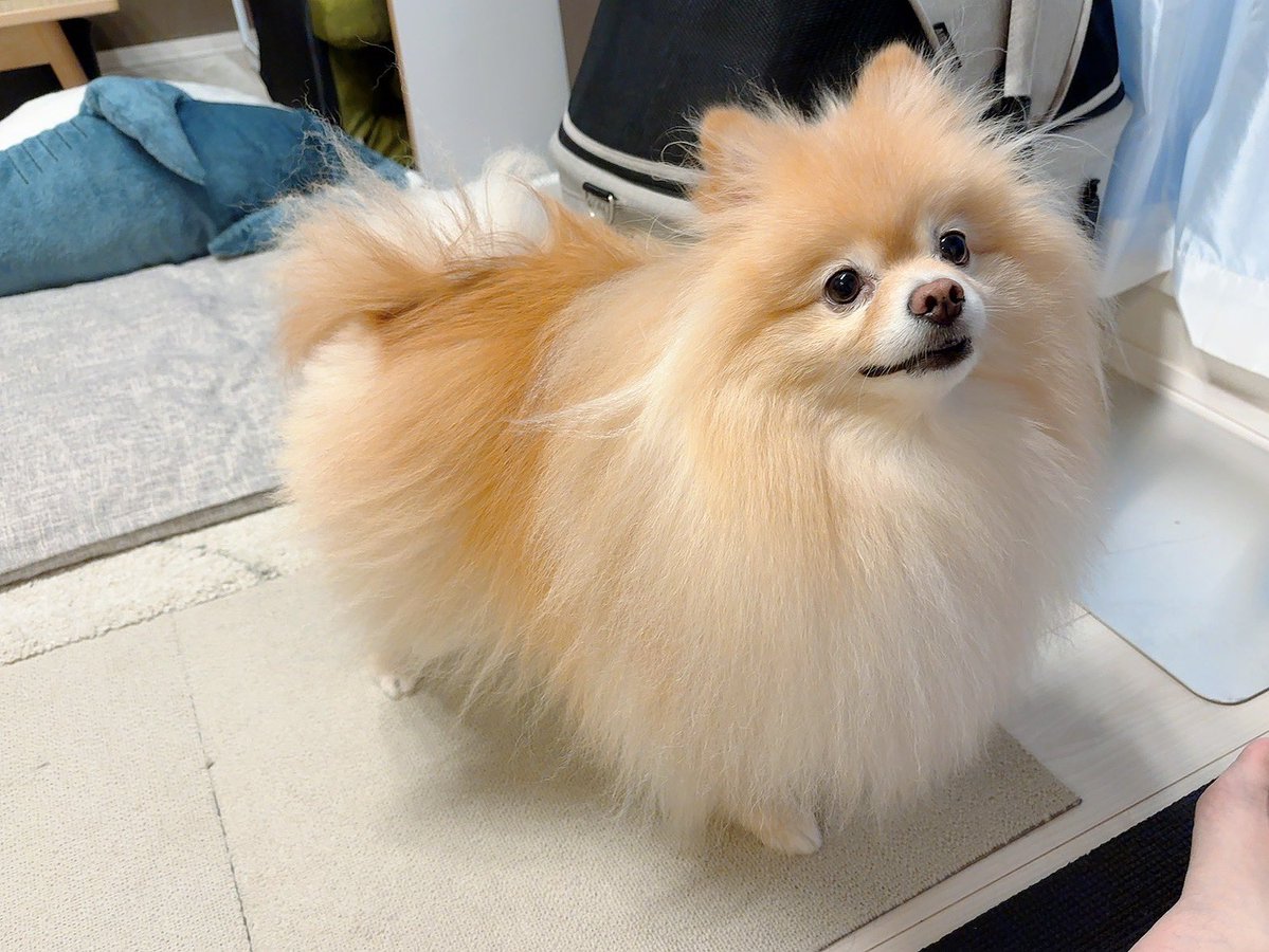 happydogkomugi tweet picture