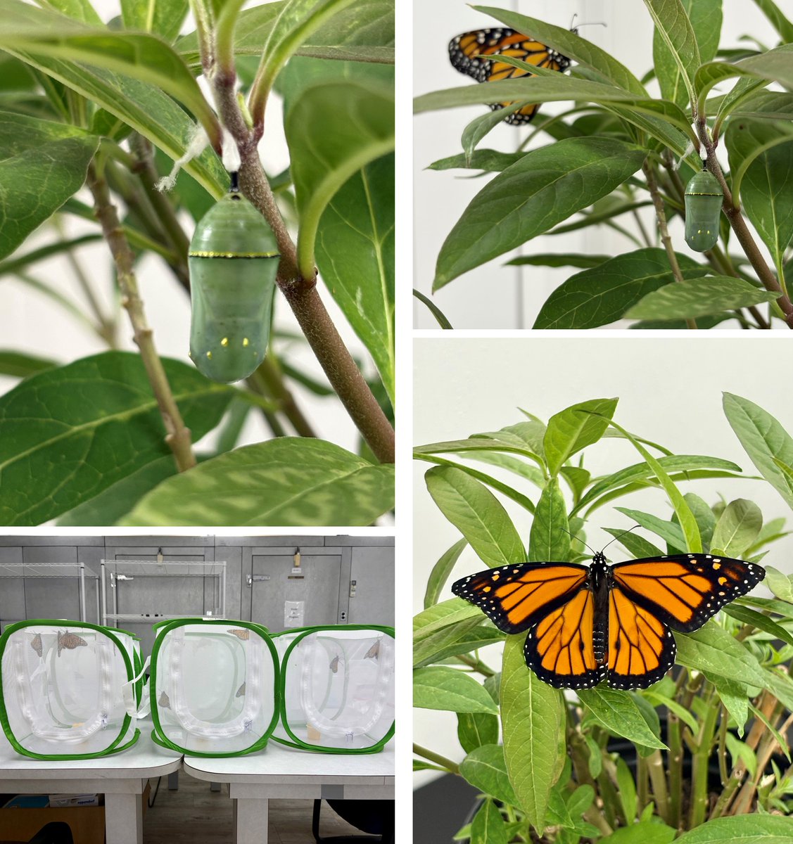 After many months of fine-tuning rearing techniques, EAS's Entomology team in Mebane, NC has successfully established a monarch colony!

For more information on our Environmental Safety Services, click on the link below: 

eurofins.com/agroscience-se…

#pollinators #butterflies