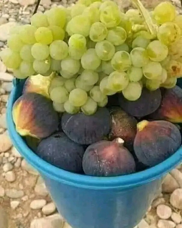 ناس بكري قالوا 👌
عنقود العنب يتكل بالحبة... والرخيص في وقت الشدة يتخبى