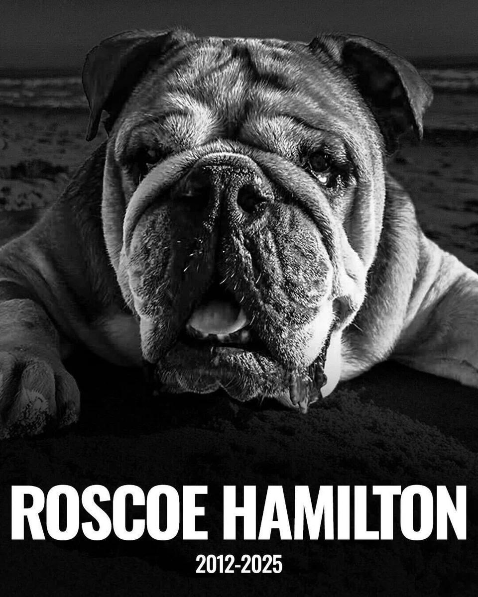 A photo of Lewis Hamilton’s dog Roscoe and the years he lived. Hamilton announced that Roscoe died on Sunday.
