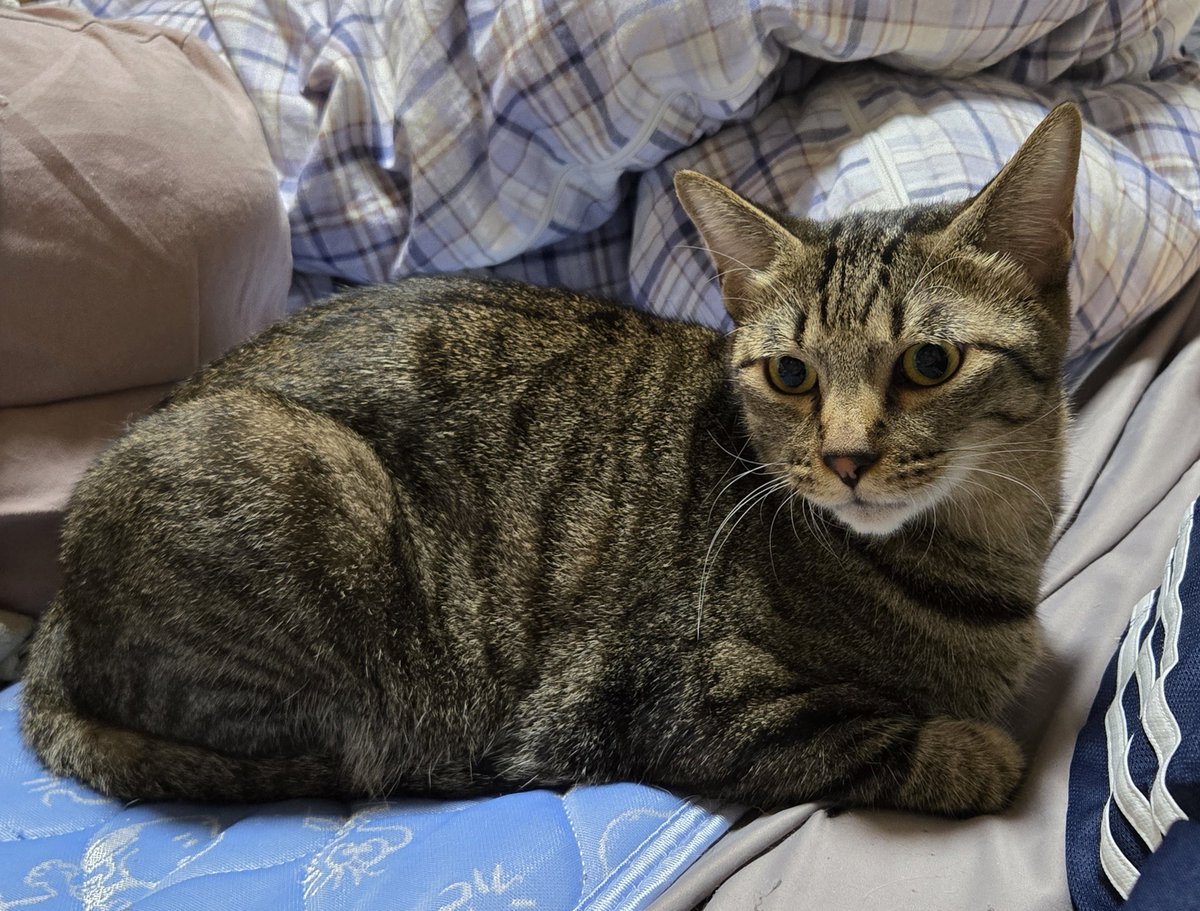 dolphinkicks's tweet photo. たま〜に急接近してくるりくくん🤭
#ねこ #ねこすたぐらむ #ねこのいる生活 #ねこ写真 #猫 #猫スタグラム #猫のいる暮らし #猫写真 #cats #catstagram #catlover #catlife #dolphinkicks #HumanErrorRecovery #りくくん https://t.co/zG2qgXBlmV https://t.co/BsNbjSDuef