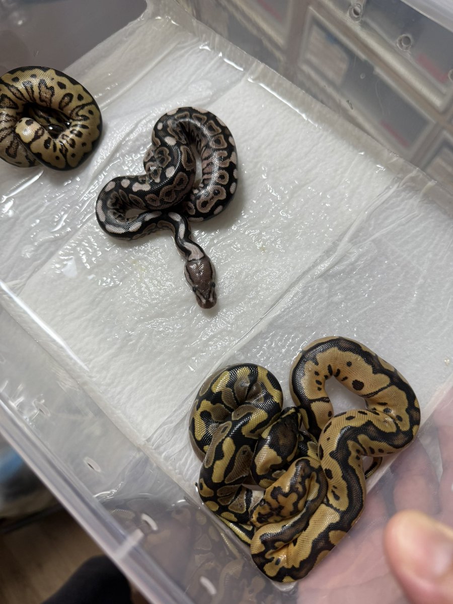 Python_regius44's tweet image. Cinnamon  Spotnose 66%het Clown ♂ ✖️ Clown ♀